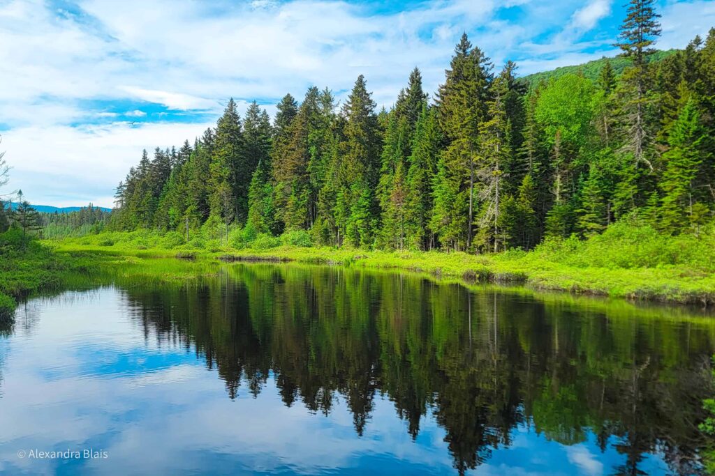 view of a rive with pine tree