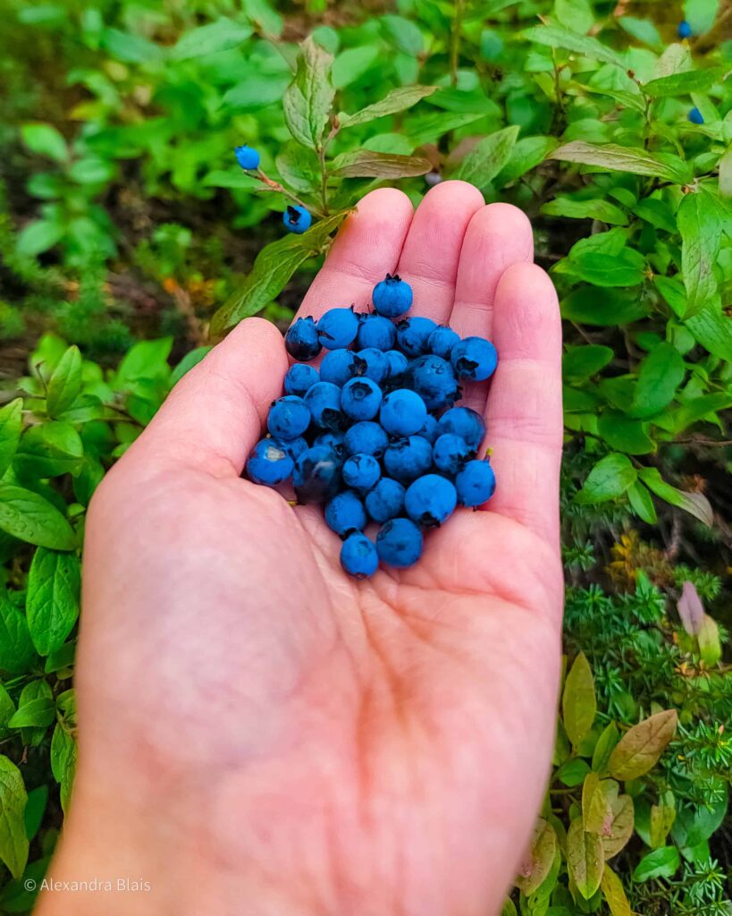author holding blueberries