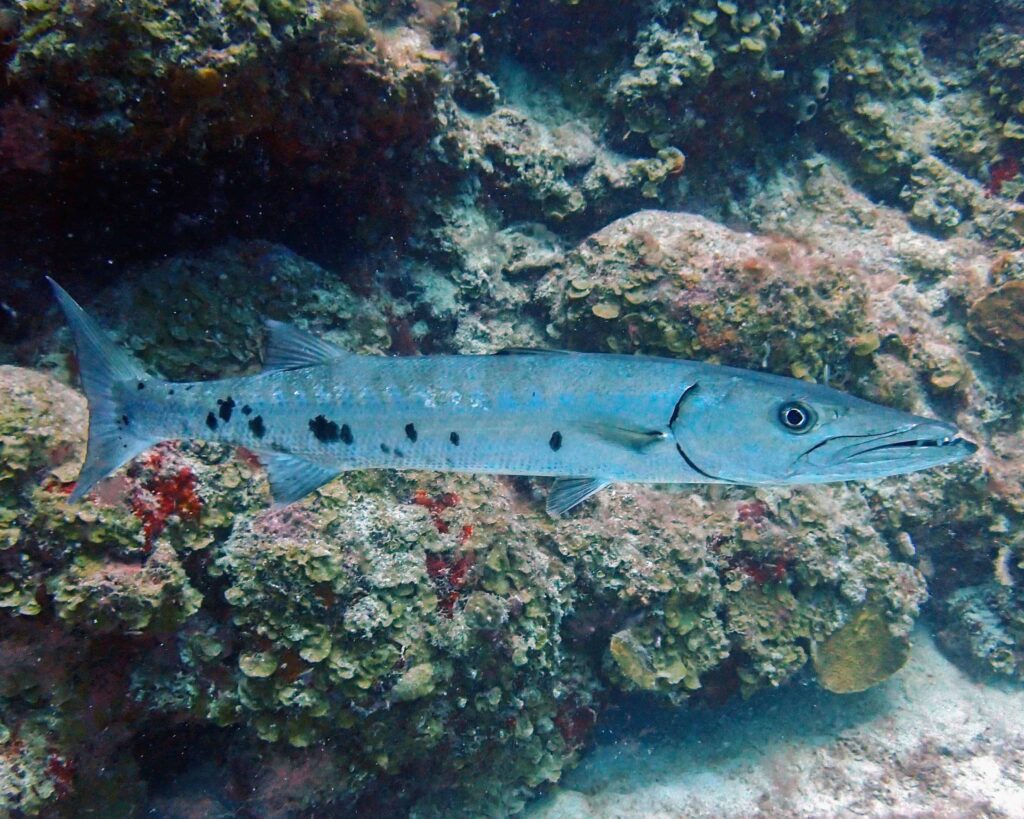 fish while diving with Culebra scuba diving