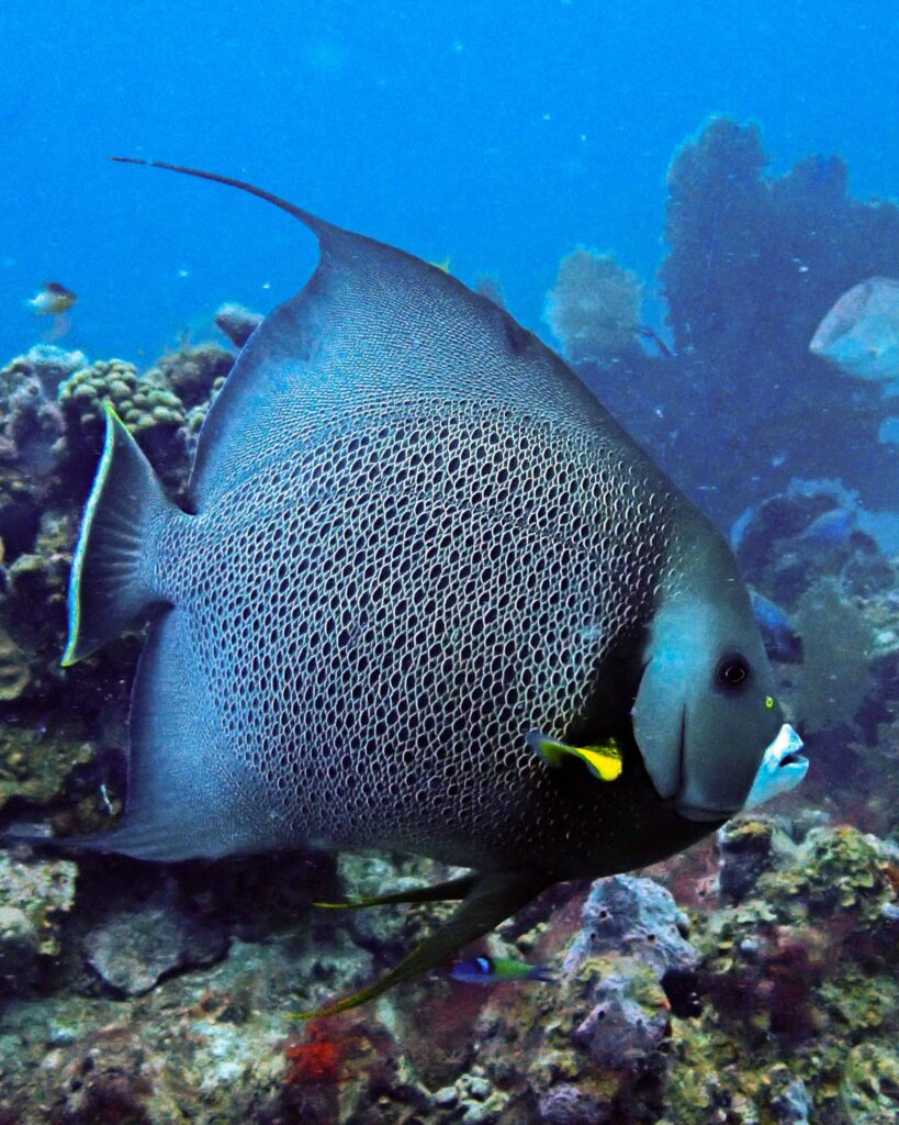 fish while diving with Culebra scuba diving