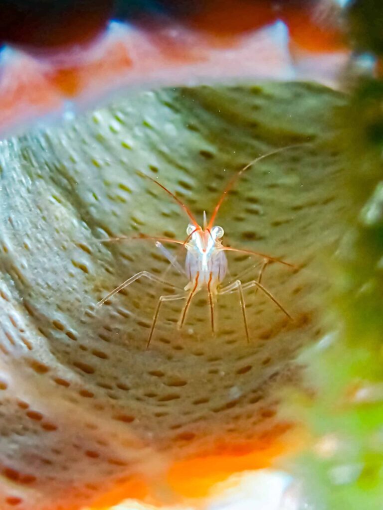 shrimp with Culebra scuba diving
