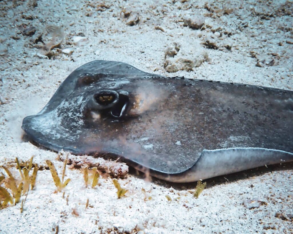 stingray while diving