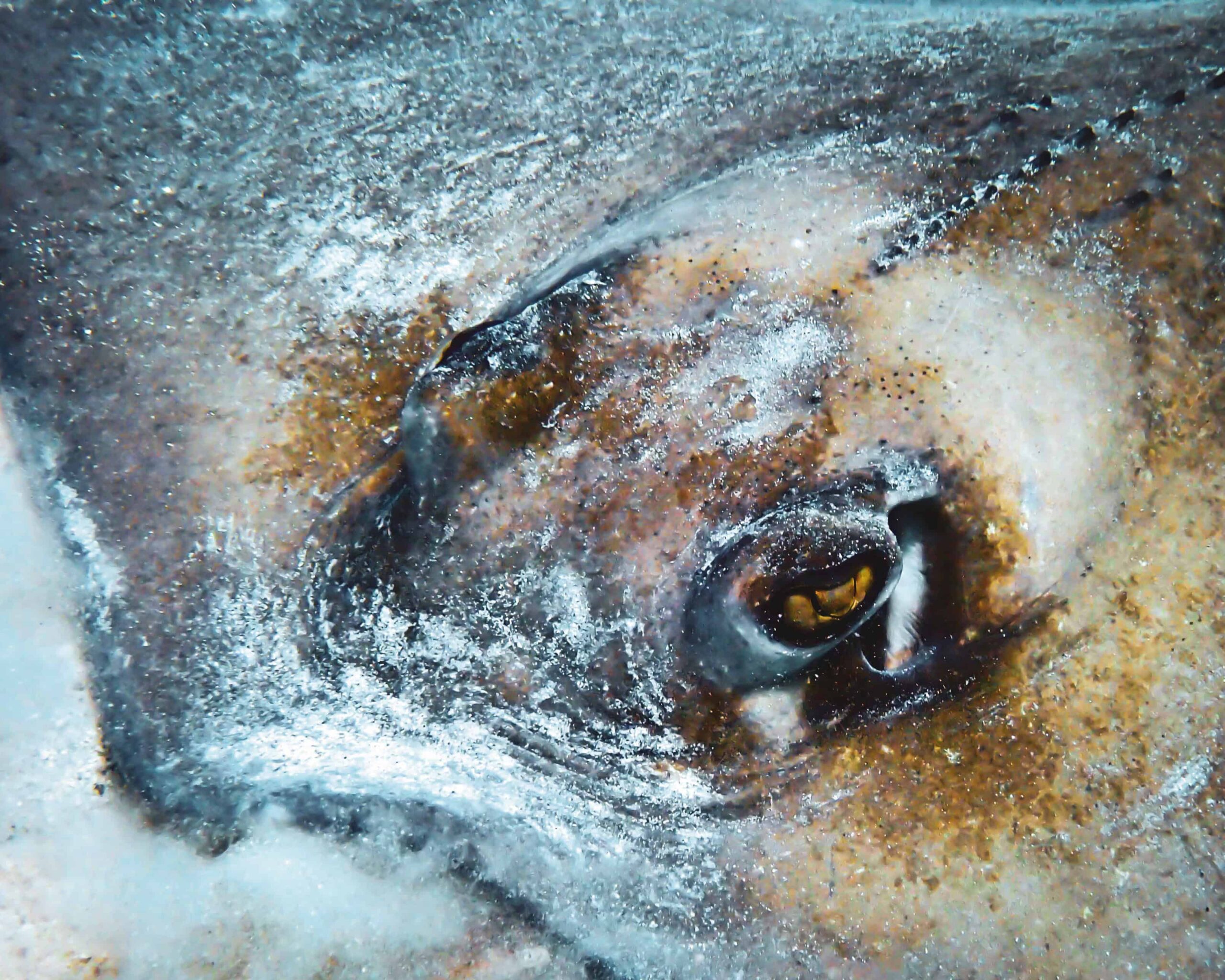 stingray head with Culebra scuba diving