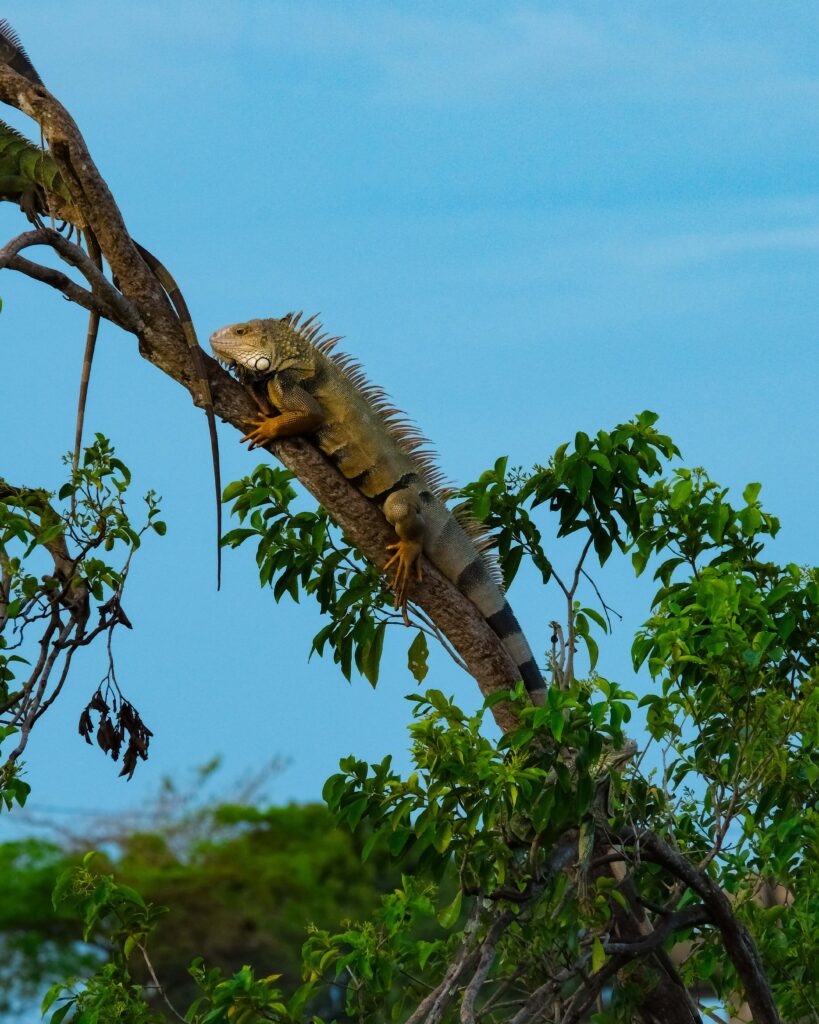 Vieques day trip - Iguanas at sea gate hotel