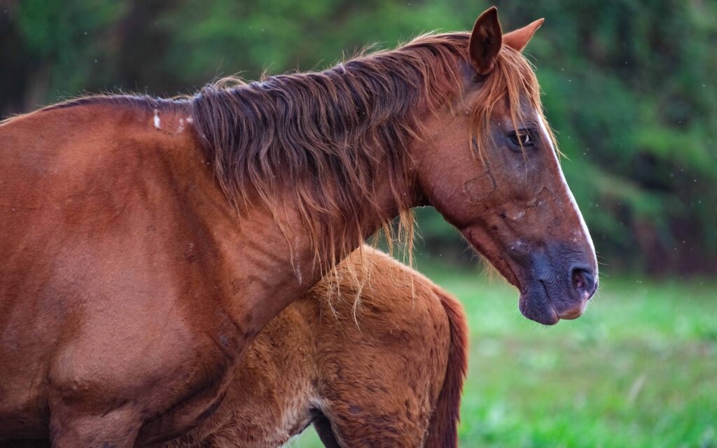 Vieques day trip - wild horses