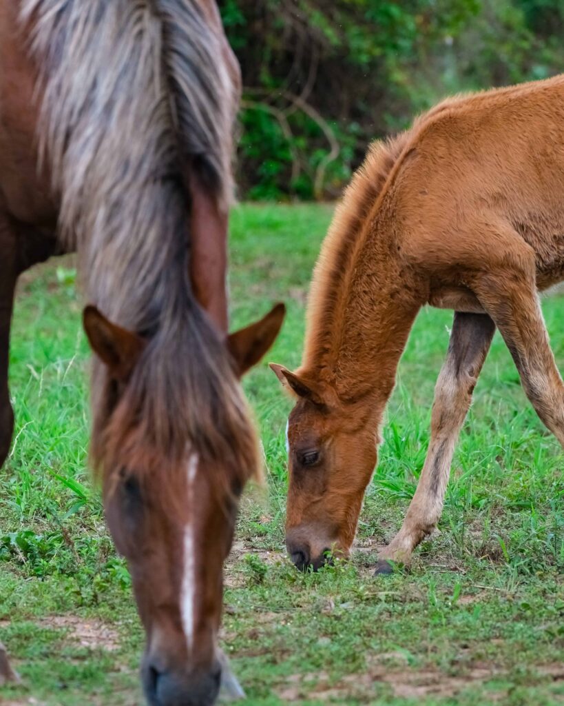 Vieques day trip - wild horses
