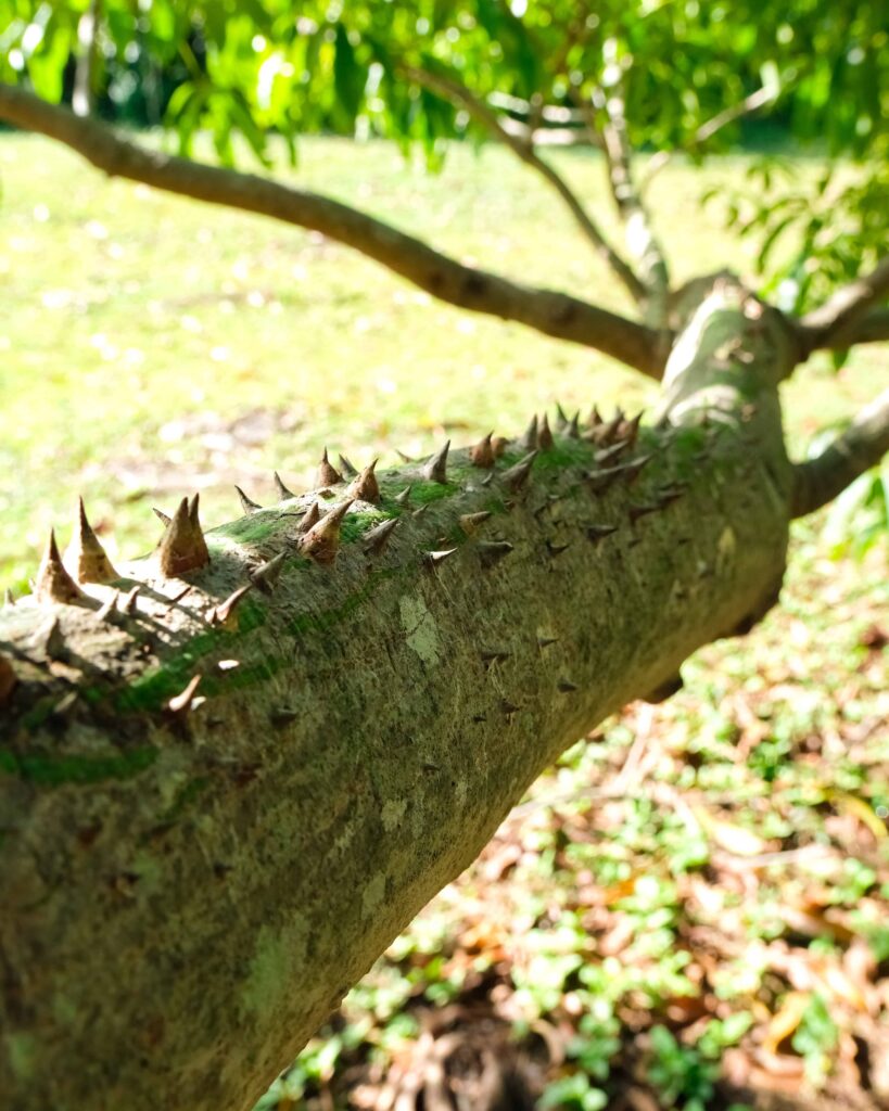 Vieques day trip - the spikes of the ceiba tree