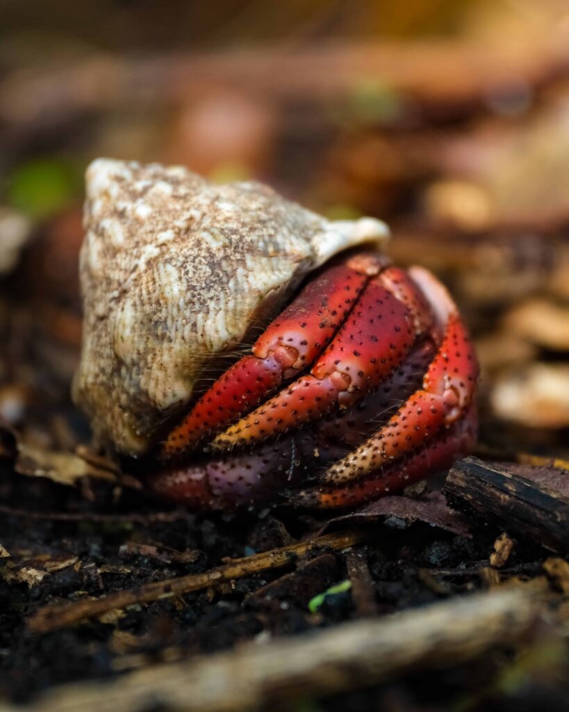 Vieques day trip - tapon trail hermit crabs