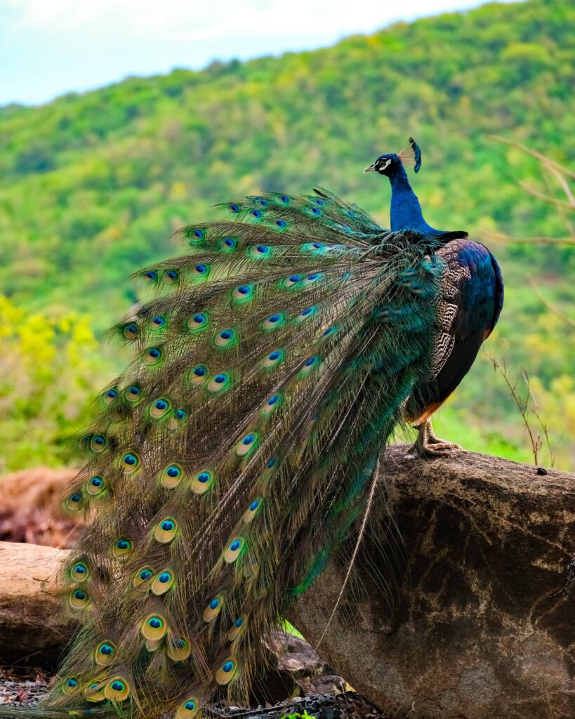 Culebra itinerary - peacock at culebra island