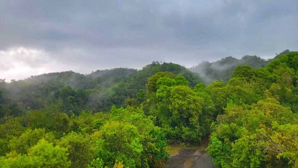 4 day Puerto Rico itinerary - el yunque national forest