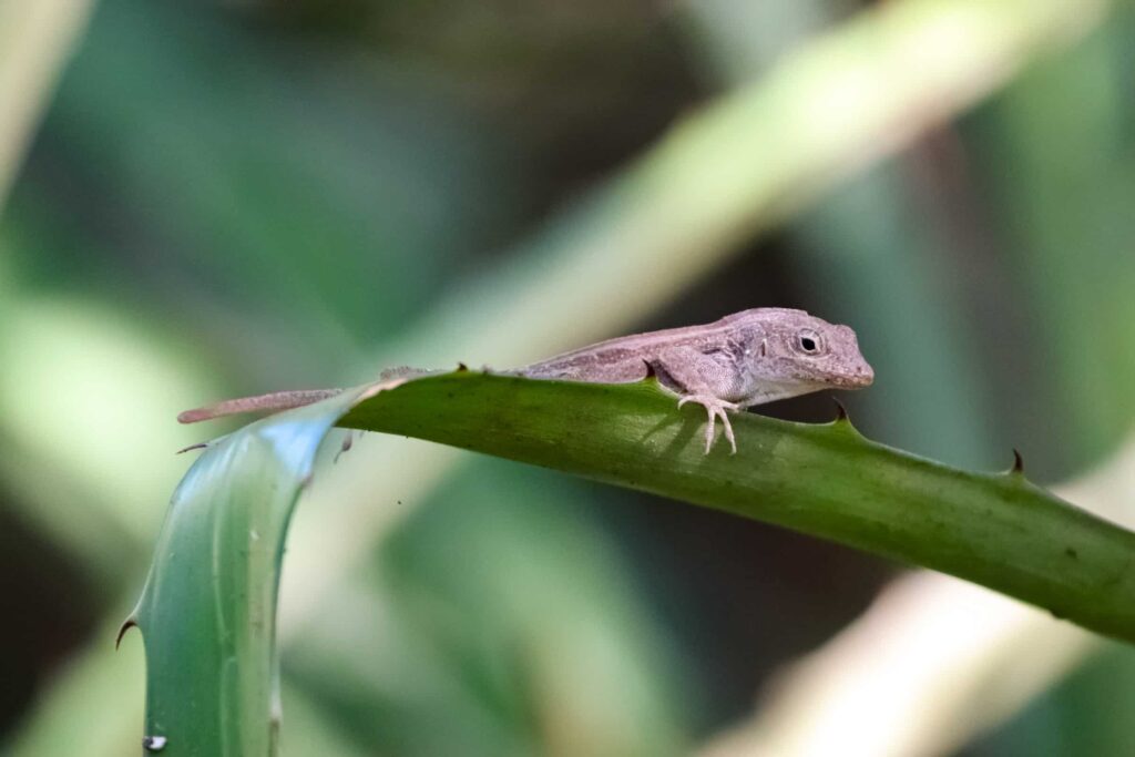 4 day Puerto Rico itinerary - lizard